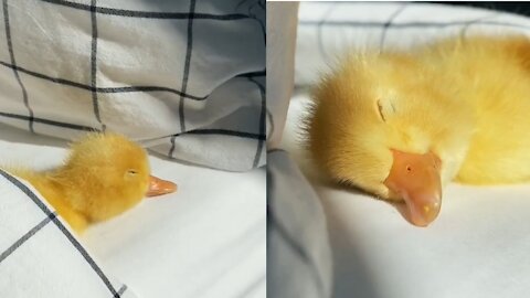 Cute Duckling - Cute duckling sleeping | Watch this cute duckling | Cute baby duck