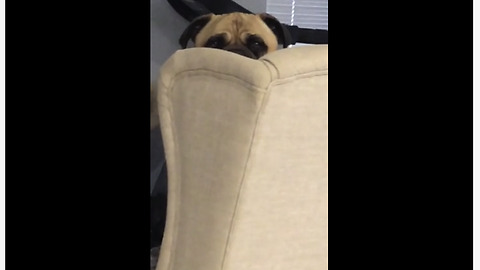 Creepy dog stares at owner's food from behind chair