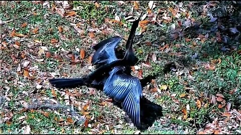 Anhinga Dries Off by The Lagoon 🦩 03/22/23 15:08