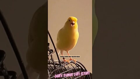 the sound of a canary's dream
