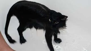 Cat reacts in odd way while being bathed