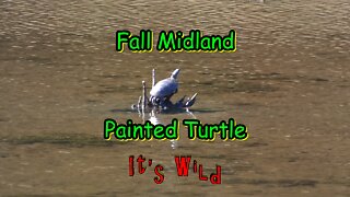 Fall Midland Painted Turtle