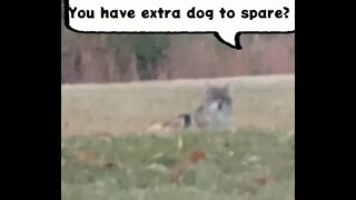 The Coyote Encounter part 1