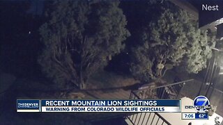 Multiple mountain lion sightings prompt warning from Colorado wildlife officials