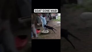 GOAT GONE MAD!