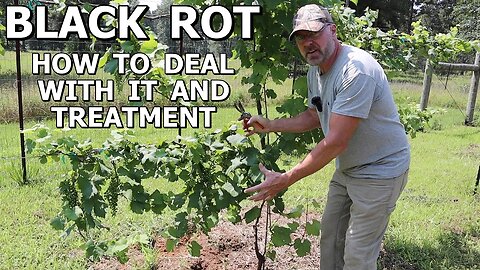 Grape Vine Black Rot fungal disease and treatment