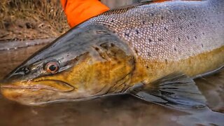 THE HUNT - A Quest For GIANT Brown Trout! - Official Short Film.