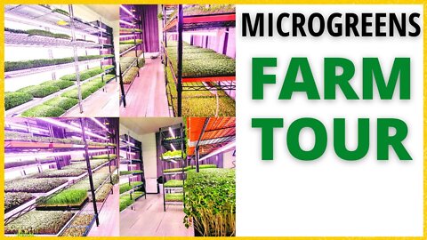 Microgreen Farm Tour - Our Microgreens Business & Microfarm Setup