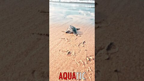 🌊 #AQUATIC - From Sand to Sea: A Baby Sea Turtle's Path to the Ocean 🦈
