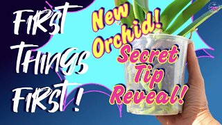 NEW Orchid Care | PLUS a never before mentioned TIP | Everything you need to know from Store to Home