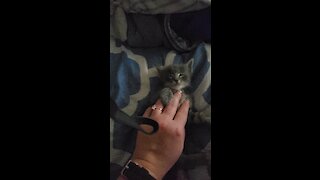 Kitten enjoy massage