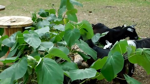 Trimming the super fast growing Royal Empress Paulownia Princess tree & feeding it to my goats