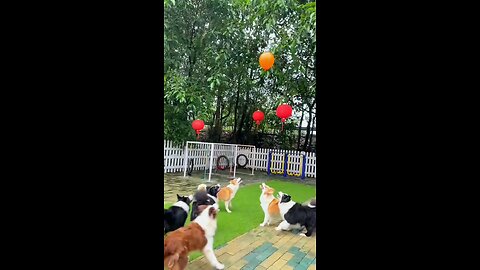 playing funny dogs #fyp #viral #doglovers