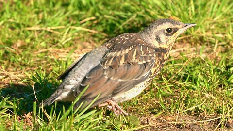 Lazy Life of Fieldfare Baby Fledgling with Great Camouflage