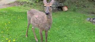 Pregnant deer is hesitant to approach people