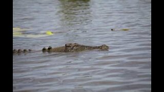 Børn går i panik, da stor krokodille svømmer mod dem