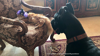 Great Dane Shows How Fascinated He Is By Cat’s Fancy Hat