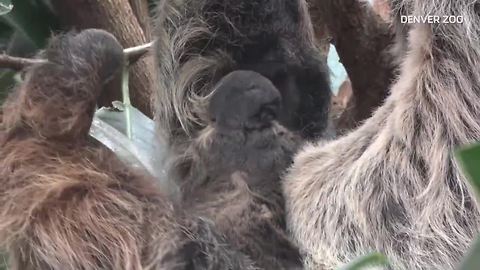 Raw video: Baby sloth born at Denver Zoo