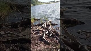 Natur pur am See #natur #litauen #wandern #shortvideo #shorts