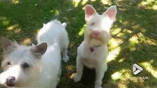 Cute Albino Schnauzer Plays Innocent