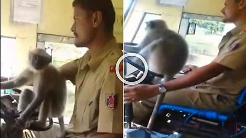 Monkey takes control of KSRTC bus