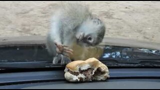 Un singe essaie de manger un hamburger... à travers une vitre!