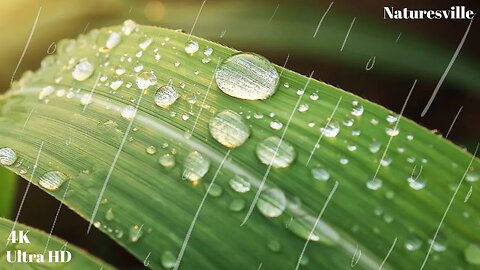 Light Rain By The Window For a Relaxing and Happy day With Soothing Music. Drink Tea. Read & Sleep.