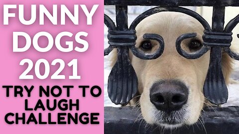 Stunningly Funny Dogs of 2021 - YOU WILL HAVE TEAR IN YOUR EYES