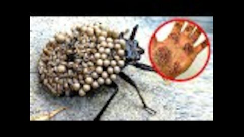 10 Baddest Insects You Wish Didn't Exist