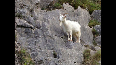 Insane Mountain Goats Don’t Believe In Gravity