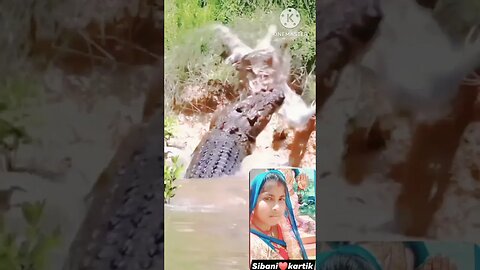 Crocodile attack woman #live #crocodile#attack @bhubannaik7503