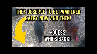 They Deserve to be PAMPERED! | Guess Who's Back? - Ann's Tiny Life