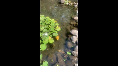 turtle pond