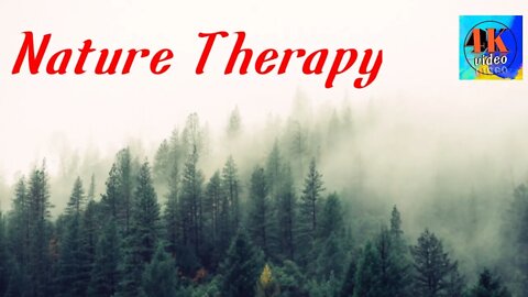 Nature Therapy: Relaxing Full Motion Forestry with Nature sounds