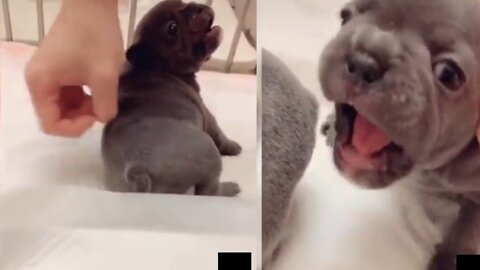 Cute pets dogs and funny video and funny voice