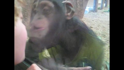 "Little Boy and Baby Chimp Send Each Other Kisses"