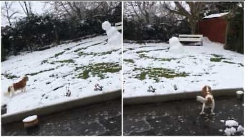 La testa del pupazzo di neve cade e il cane corre spaventato