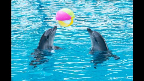 Playing session of Dolphin