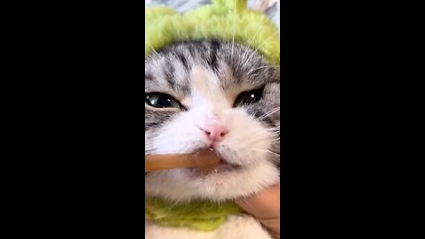 Teeth cleaning#petcat #foryou #funny #cats #goodting #brush #cleaning ...