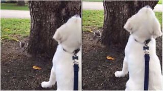 Cane aspetta lo scoiattolo nel posto sbagliato