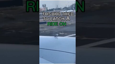 Hilarious Bird Rides On Airplane!