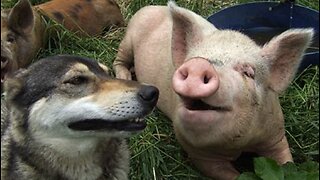 Dogs, pigs, and unbelievers