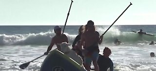Video shows goat catching waves in California