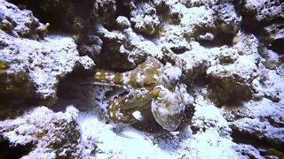 Scuba diving, Red Sea, Egypt Hurghada 2022-8
