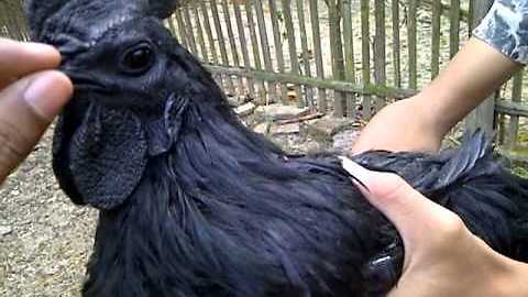 Exotic Breed Of Chicken Has The Most Peculiar Coloring