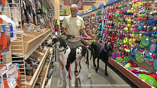 Great Danes Have Fun In The Snack Aisle Of Pet Store
