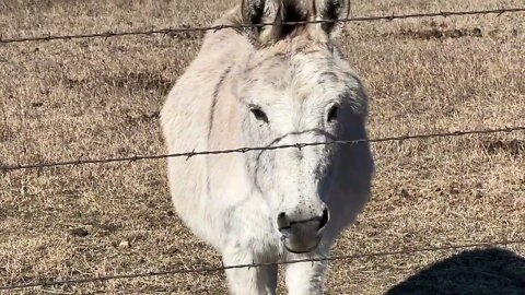 Discussing Horses Eating, Heated Water In Winter & Horses Relaxing & Sleeping