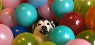 My dog loves a balloon