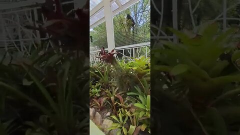 BROMELIÁRIO (Jardim Botânico-RJ)🇧🇷