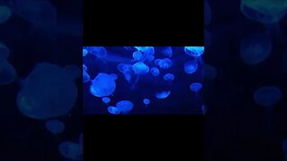 Good For Sleeping, Think And Study, Sea Ocean Underwater Ambience, 1 Hour Of White ‎Noise#shorts